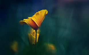 close up photography of yellow petaled flower